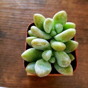 Live Succulent Plant, 2" pot, Graptoveria Opalina